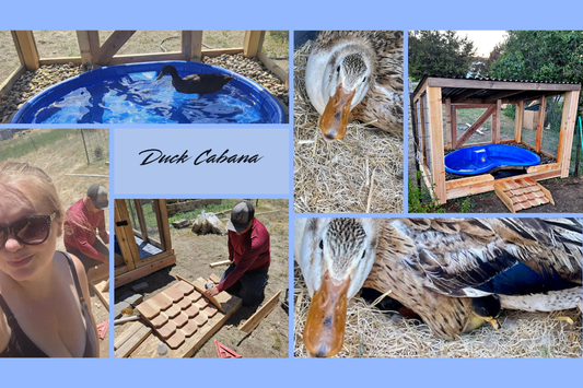 Operation Duck Cabana