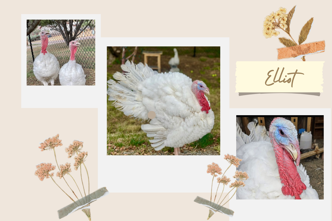Love, Loss, and One Very Handsome Turkey