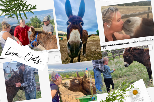 Oats the Donkey: The Story He Can’t Tell, But We Can Feel
